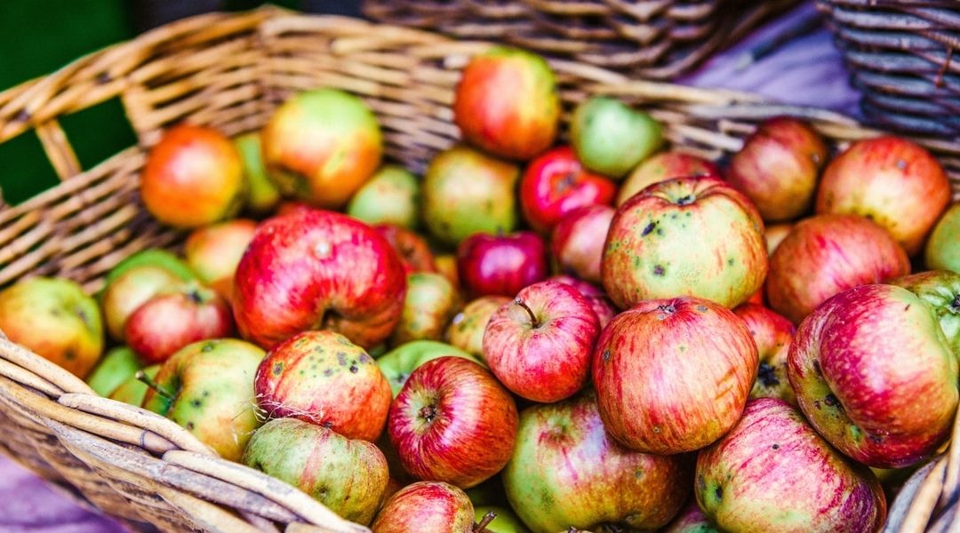 wicker basket of windfall apples