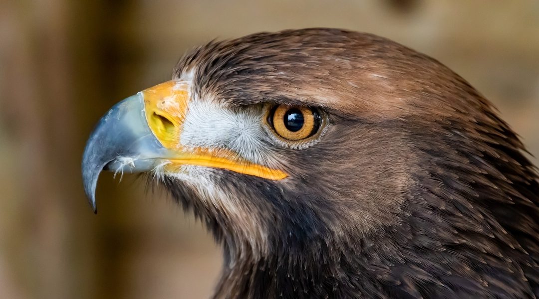 close up of golden eagle head and beak