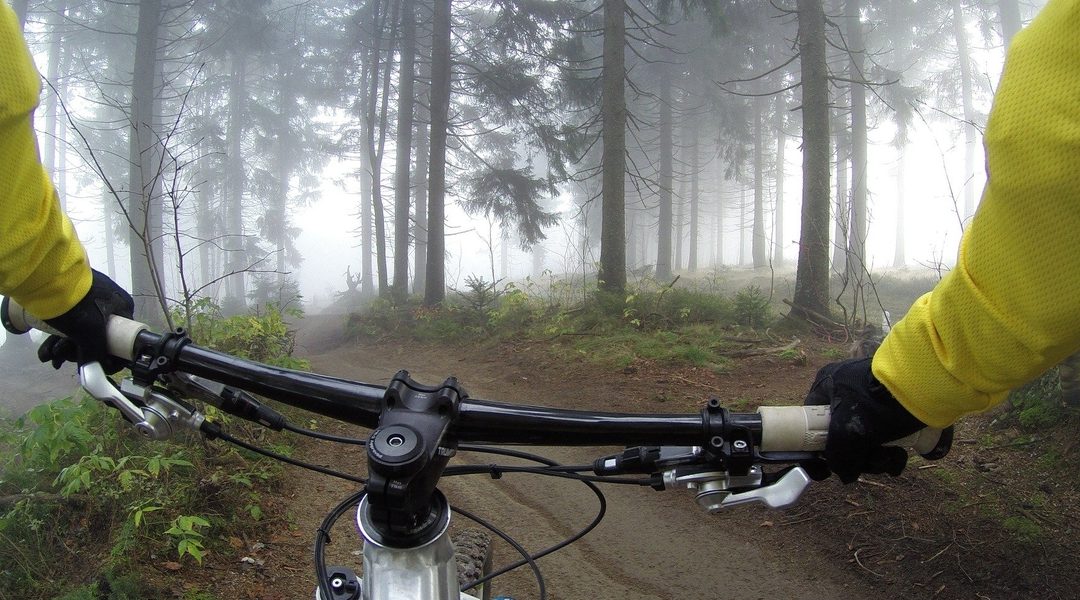 View of woods through handlebars of cycle