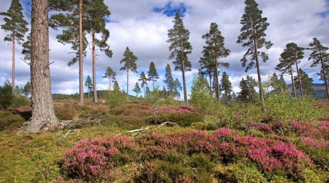 Pine forest in Deeside