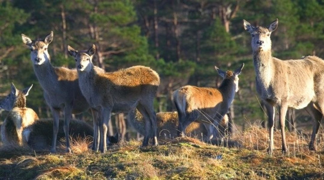 Group of red deer