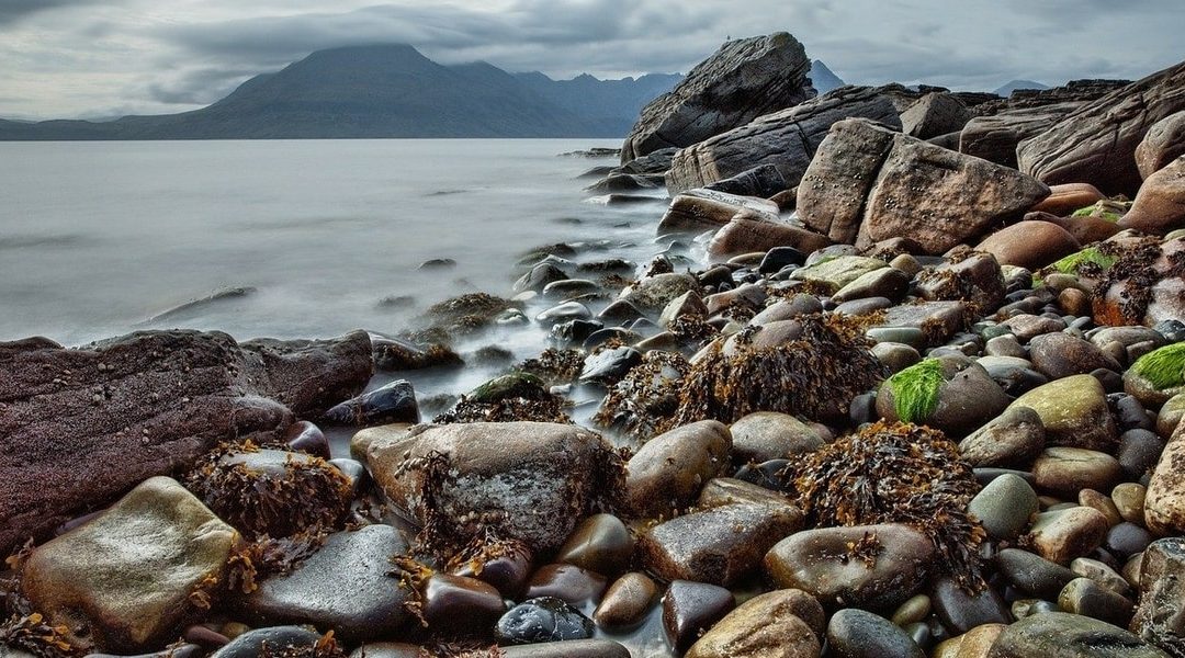 seaweed on rocks with mountains in the distance
